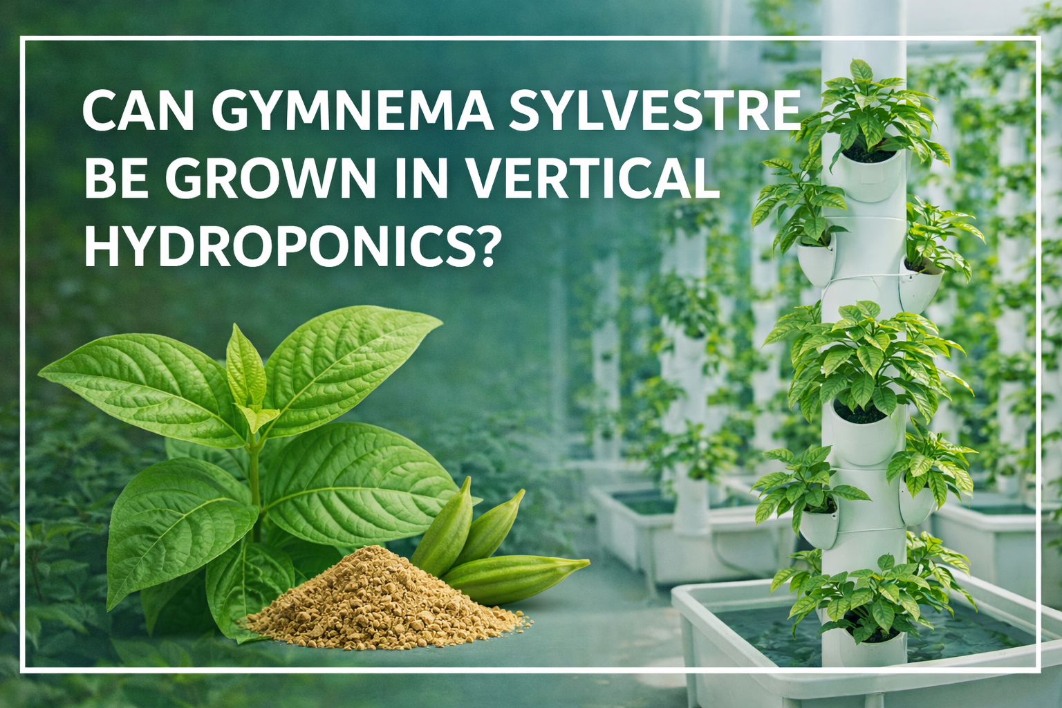 Can Gymnema Sylvestre Be Grown in Vertical Hydroponics