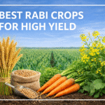 Best rabi crops for high yield