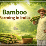 Bamboo farming in India