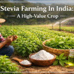 Stevia Farming In India A High-Value Crop