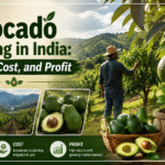 Avocado Farming in India Climate, Cost, and Profit