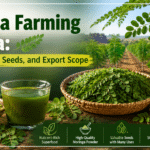 Moringa Farming in India: Leaves, Powder, Seeds, and Export Scope